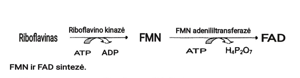 FMN ir FAD sintezė